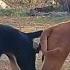 Rural Dog Strong Coated Retriever Meeting With Nice Female Border Retriever In Rainy Se