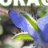 How To GROW USE BORAGE