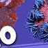 Top 10 Sea Anemones