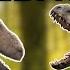 Could The Indominus Rex Survive The Mesozoic