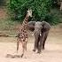 Giraffe Escapes Charging Elephant