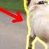 Stop Dogs Reactive Behavior On Leash