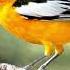 Kedengarannya Oriole Bullock