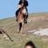 Golden Eagle Attacking Woman In Mongolia