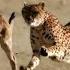 Cheetah Chases Wildebeest The Hunt BBC