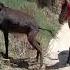 Big Horse Mating With Small Donkey Very Painfull Horse Mating With Donkey Videos Shorts