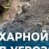 УРОЖАЙ САХАРНОЙ СВЕКЛЫ ПОД УГРОЗОЙ