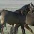 How Horses Mating Animals Mate Mating Period Wild Animals