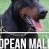 BEST EUROPEAN DOBERMANS ALIVE TOP 10