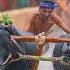 Addapalayi Chance Race Siddakatte Kodange Kambala 2024 Namma Kambala