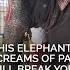 This Elephant S Screams Of Pain Will Break Your Heart Shorts