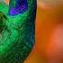 Beautiful Bird Sounds Hummingbird Breathtaking Nature Stress Relief Healing Ambiance