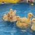 Утята в бассейне Ducklings In The Pool プールのアヒルの子