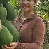 Harvesting Papaya Fruit Gardens To Sell At The Market Garden Cook