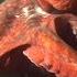 Facts The Giant Pacific Octopus