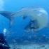 Tiger Shark Turns On Diver