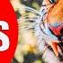 TIGERS FOR KIDS Facts About Tigers For Children Kiddopedia