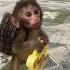 This Baby Monkey Likes To Carry A Backpack MonkeyPika2610