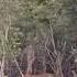 Royal Bengal Tiger Roaring At Sundarban Jungles