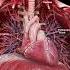 3d Heart And Diaphragm Anatomy Meded