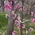 Alhamdulilha Peach Plants In Its Full Bloom