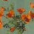 The Neurological Analysis Of Poppies Slowed Down