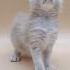 Nasey Cream Smoke Maine Coon Male Kitten Available Now Purebred Kitties