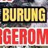 Untuk Pikat Segala Jenis Burung Di Hutan Suara Pikat Kutilang Ribut Vs Burcil