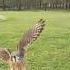 Churro The American Kestrel With A Quick Recall Back Into The Truck Americankestrel Falconry