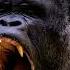 Gorilla Sound Effect Angry And Big Gorilla Roaring Load The Sound A Gorilla Makes Real Sound HD