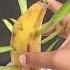 Crazy Skills Growing Banana Tree From Banana Fruit Short