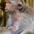 A Kindness Mother Carefully Breastfeed Her Baby Monkey With Much Love