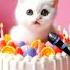 FREYA BIRTHDAY HAPPY BIRTHDAY SONG WITH NAMES Adorable Cute Cat Happybirthday Cats