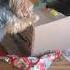 Three Yorkies Rip Amazon Box Apart