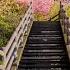 4K HDR Morning Beach Sakura Walk Kawazu Japan