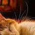 Cozy Purring Cat With Fireplace 4K Soothing Sounds For Deep Sleep Healing Insomnia Relaxing