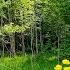 Soothing Mixed Forest And Birdsong Nightingale Cuckoo Blackbird 12 Hours Of Video