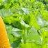 Single Mother And Son Pick Green Vegetables To Sell At The Market And Buy Chickens To Raise