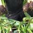 02 Year Living In Forest Revisiting The Old House To Harvest Giant Taro