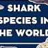 Shark Species In The World Learn About Shark Species Safeguard Shark Species Around The World