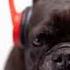 Pet French Bulldog With Childrens Sunglasses Moving Head Back And Forth In A Loop