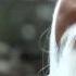 THE CRUEL TUTELAGE OF PAI MEI