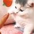 Cat Videos Cute Kittens Cat Cute Kitten