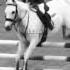 I Only See My Goals I Don T Believe In Failure Motivation Motivational Showjumping Trend