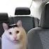 Viaggio In Auto Cat Meme