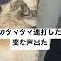 猫のタマタマ連打したら変な声出たw