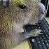 Ok I Pull Up Capybara