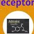 Adrenergic Adrenaline Noradrenaline Receptors In Under 2 Mins