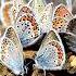 The Science Behind Butterfly Wings