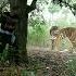 Open Tiger Attack Satakosia Tiger Shorts Viral